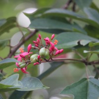 Jatropha integerrima Jacq.